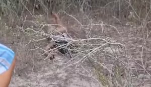 Mulher é encontrada morta, seminua e com rosto queimado no Sertão de Alagoas