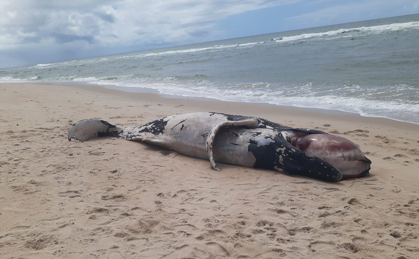Baleia-jubarte é encontrada morta na Barra de São Miguel