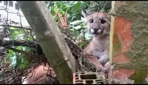 Onça-parda é capturada dentro de hotel no interior de São Paulo