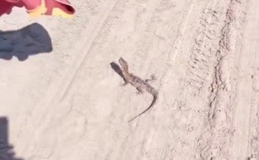 Em dois dias, cinco jacarés e duas cobras são encontrados em praias de Maceió