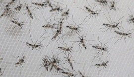 Mosquitos do ‘bem’ combatem a dengue
