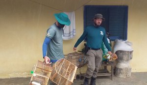 Operação apreende 290 aves em 7 cidades de Alagoas