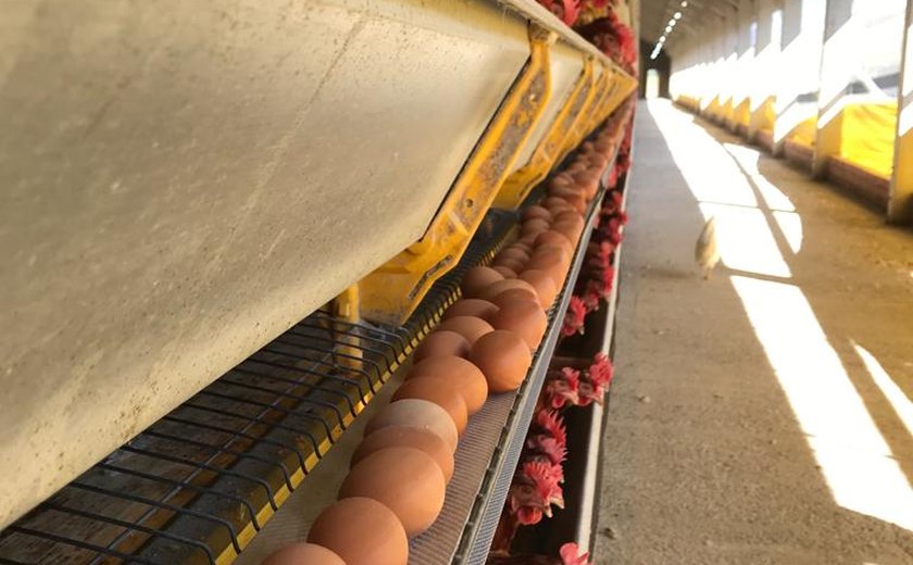 Aves bem nutridas produzem ovos de qualidade