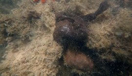Manchas são detectadas em corais do Pontal do Peba