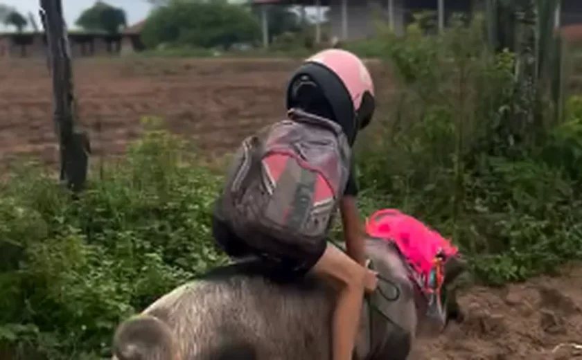 Viralizou: influenciador mirim monta em porco com mochilas nas costas e capacete