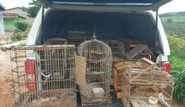 Batalhão Ambiental apreende cerca de 200 pássaros silvestres no interior de Alagoas