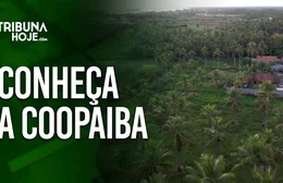 A cooperativa que mudou o destino da produção de coco no litoral sul de Alagoas