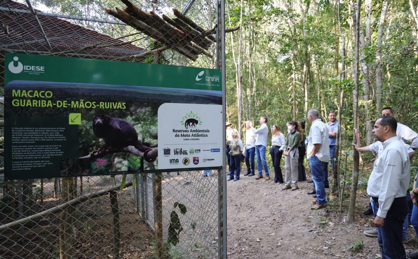Plano de Ação Nacional dos Primatas do Nordeste traz a Alagoas três guaribas-de-mãos-ruivas para reintrodução e conservação da espécie