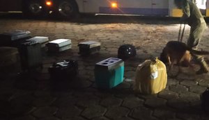 Agreste: passageira é presa com mais de 20 quilos de maconha em ônibus