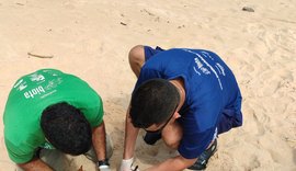 Vídeo: Biota registra desova de tartaruga de pente na praia de Jacarecica