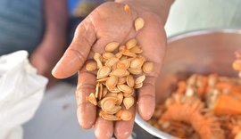 Feira da Agricultura Familiar da Fetag/AL garante alimentos fresquinhos direto da roça