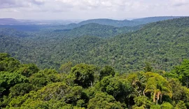 Instituto lança edital para projetos que protejam a Amazônia