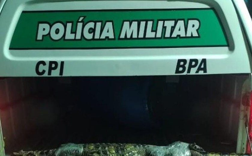 Jacaré é capturado por equipe do BPA em Marechal Deodoro