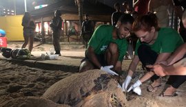 Tartaruga marinha desova no mesmo lugar onde nasceu e peixe-boi é visto na Praia do Mirante da Sereia