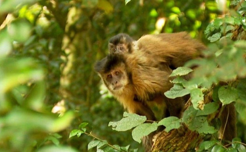 Dois macacos são encontrados mortos em Guarulhos e vacinação contra febre amarela é intensificada