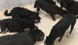 Cinco cachorros são encontrados mortos em residência no bairro do Farol