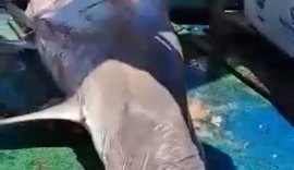 Vídeo: pescadores são surpreendidos com tubarão-martelo em rede de pesca