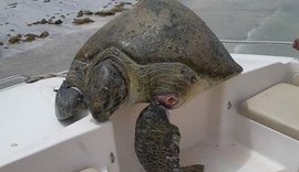 Tartaruga gigante é encontrada com vida em Maragogi