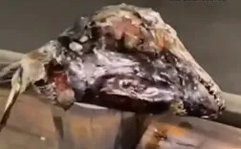 Cena inusitada: cabeças de peixe são deixadas espalhadas em ciclovia na Avenida Fernandes Lima