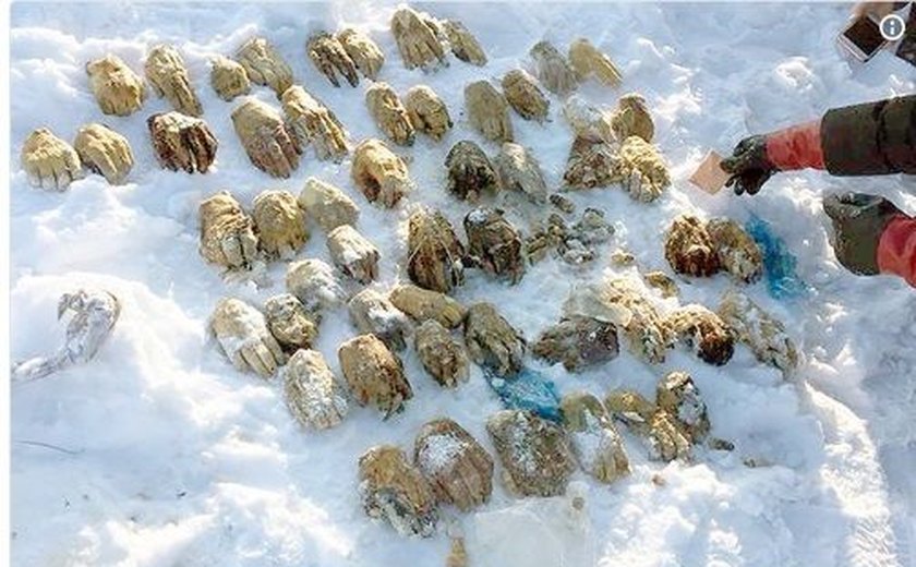 Bolsa com mais de 50 mãos humanas é encontrada perto de rio