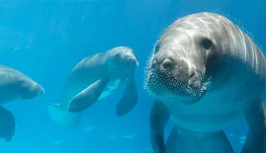 VÍDEO: Passeios de peixe-boi em Porto de Pedras/AL seguem normalmente após mortes de animais