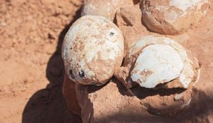 Paleontólogos anunciam descoberta de ovos de dinossauro em São Paulo