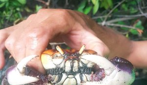 Coruripe reforça fiscalização durante o período de reprodução do caranguejo-uçá