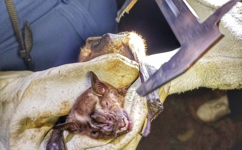 Maceió registra três casos de raiva animal