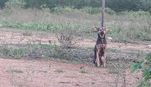 Cão passa mais de um dia amarrado e abandonado no Lago da Perucaba, em Arapiraca