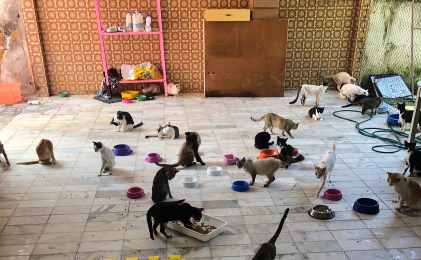 Vídeo: com 115 gatos, adolescente pede ajuda para manter abrigo funcionando no Trapiche da Barra
