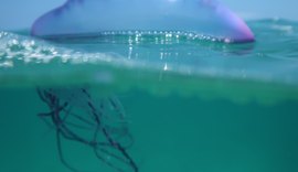 Professor da Ufal explica como evitar acidentes com animais marinhos durante o verão