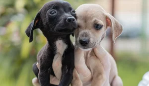 Março Amarelo: há uma década, campanha conscientiza sobre a Doença Renal Crônica em cães e gatos