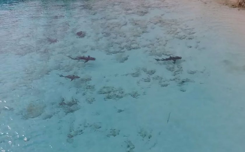 Drone flagra criança mergulhando com quatro tubarões; assista