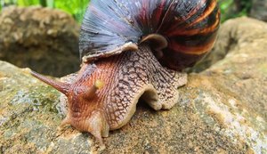 Praias da Rota Ecológica estão infestadas de caracol africano