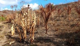 Agricultores denunciam queimadas na zona rural de Maragogi