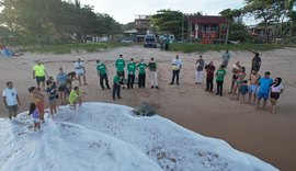 Tartaruga-verde resgatada em Alagoas é reabilitada e devolvida ao mar após meses de tratamento