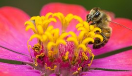 IMA/AL abre inscrições para o IV Concurso de Fotografia Ambiental