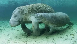 Prefeito de Porto de Pedras propõe Lei para reconhecer Peixe-Boi como símbolo da fauna local
