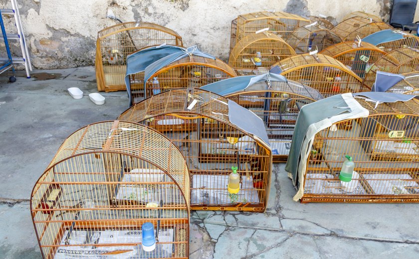 MP/AL participa de duas operações nacionais de combate ao tráfico que resultam no resgate de 755 animais silvestres