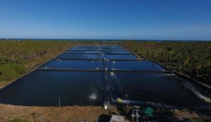 Banco do Nordeste financia projeto alagoano referência em carcinicultura sustentável