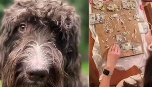 Cão come US$ 4 mil em notas, e casal tenta recuperar o dinheiro nas fezes do animal