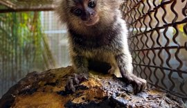 IMA e Sesau alertam sobre risco do contato humano com saguis