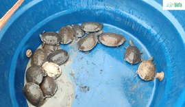 Técnicos do IMA e do Instituto Biota resgatam cágados e garantem cuidados adequados