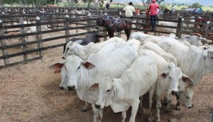 Vacinação contra a febre aftosa é antecipada para abril