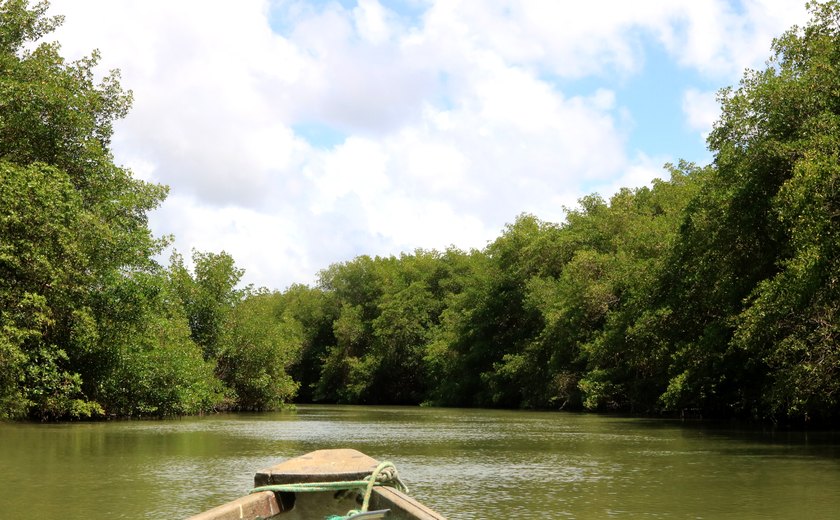 Manguezais de Alagoas abrigam 8,2 milhões de toneladas de carbono azul