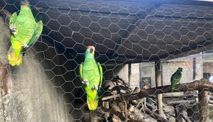 Mais sete papagaios-chauá chegam a Alagoas para reintrodução na natureza