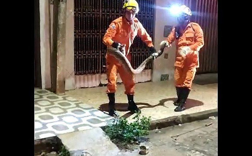 Mais uma cobra é capturada no município de Maragogi