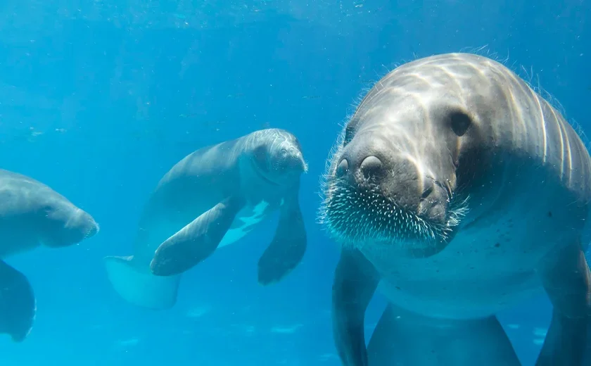 VÍDEO: Passeios de peixe-boi em Porto de Pedras/AL seguem normalmente após mortes de animais