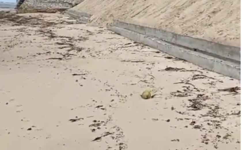 A importância da proteção costeira no litoral alagoano