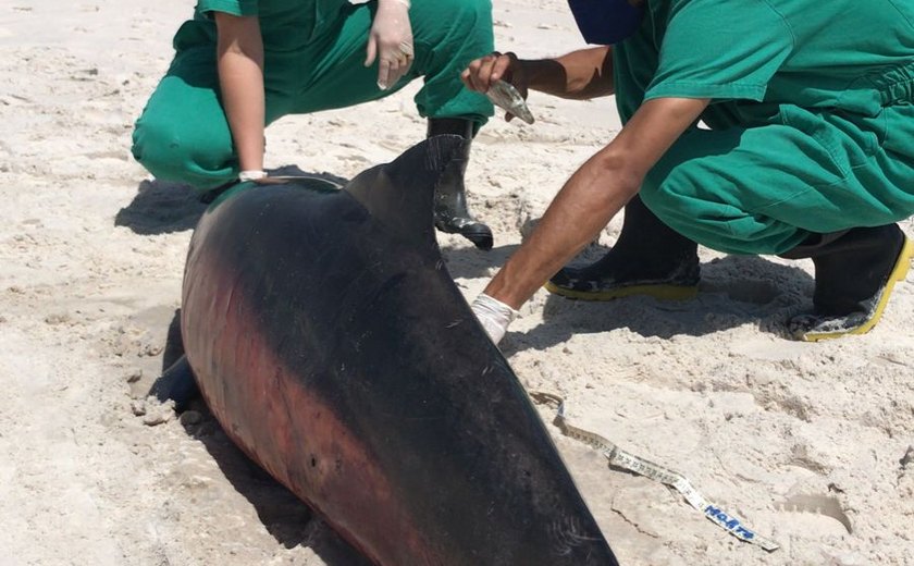 Golfinho é encontrado morto na praia do Pontal com marcas de encalhe em rede de pesca